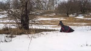 Dachshund Dressed In Coat And Hat