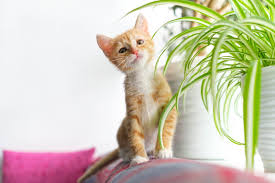 32 Popular Indoor Plants Toxic To Cats