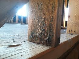 new home construction mold