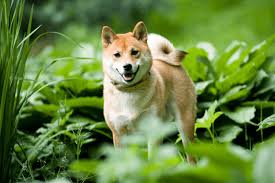 How Expensive Is It To Own A Shiba Inu