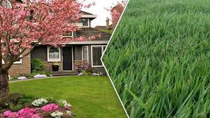 Spring Care Tips For Your Zoysia Lawn