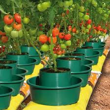 Grow Pots For Growing Tomatoes