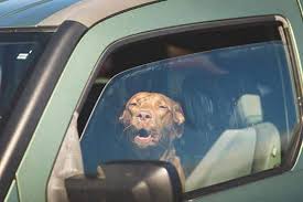 Leaving Dogs In A Car Is It Too Hot Or