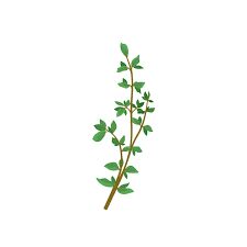 Small Branch Of Fresh Green Thyme