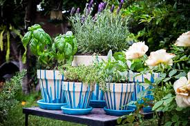 Diy Project Painted Pot Herb Garden