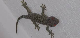 Camiguin Geckos Becoming An