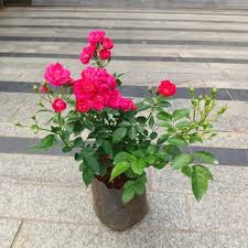 Buy Flowering Plants Free Next