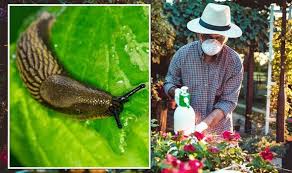 Garden Pests How To Protect Your