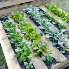 How To Make A Wood Pallet Garden New