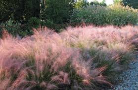 Pink Grasses 10 Ideas For Muhlenbergia