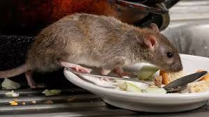 Super Rats Invade Uk Homes During