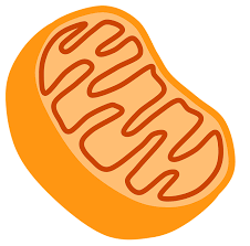 Cellular Respiration Kinesthetic