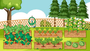Vegetable Garden Vector Art Icons And