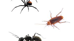 Top 5 Common Pests In Perth Swatapest