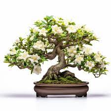 Flower Jasmine Bonsai Tree Uhd Image