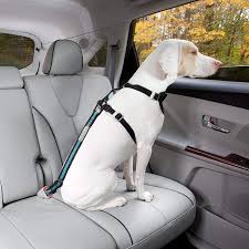 10 Best Dog Seat Belts Of 2024