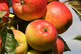 How To Grow Apples Rhs Gardening