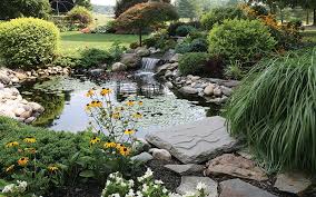 Backyard Pond Winter Care Tips The