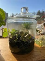 How To Create And Care For A Terrarium