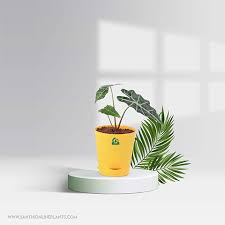 Blogs Santhi Plants Nursery