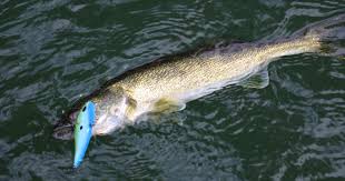 Best Bait For Walleye Green Bay