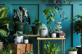 Plants Into Your Bedroom