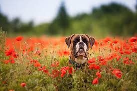 Pretty Flowers That Are Deadly To Dogs
