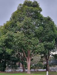 Lophostemon Confertus Qld Box Tree