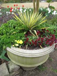 Foolproof Winter Hardy Tropical And
