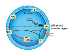 The Nitrogen Cycle Processes Players