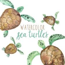 Watercolor Sea Turtles Ilration Sea