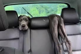 Stitches At Viral Backwards Dog In Car