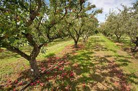 Positioning Your Fruit Trees