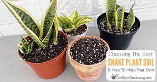 Snake Plant Soil How To Choose The