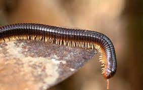 Millipedes Miche Pest Control