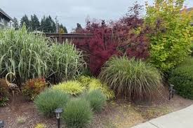 Ornamental Grasses Add Texture And