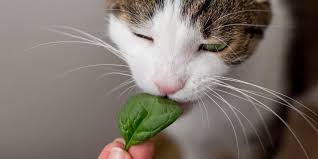 Can Cats Eat Spinach Cats Com