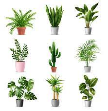 Premium Vector Green House Plants Set