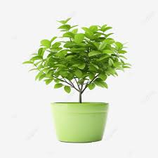 Pot Blank Plant Icon Isolated Flower