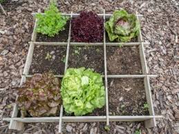 Tips For Vegetable Garden Layout