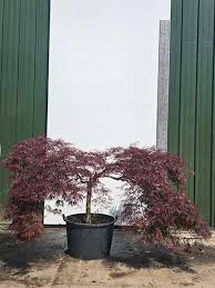 Mediteranean Plants And Hardy Exotics