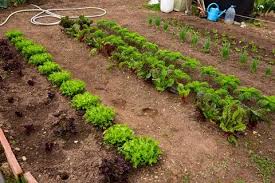 Garden Seedbed Vegetable Garden