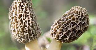 Morel Mushroom Spores Growing Morels