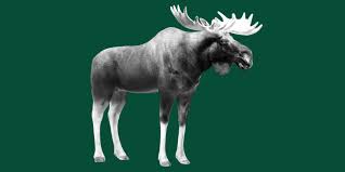 Eurasian Elk Moose Mammal 3d Model By