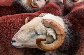 Ewe Too Herdwick Sheep Cumbria Guide