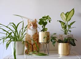 Flowers And Plants Are Safe For Cats