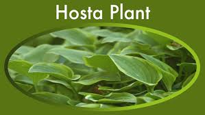 Hosta Plant Guide How To Plant Hostas