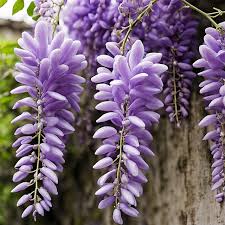 Wisteria Flowers In A Garden Background