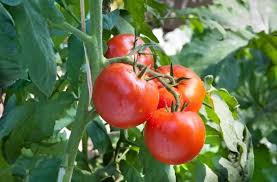 Tomato Plant Spacing How To Place Your