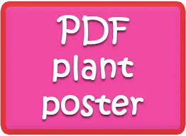 Plant Part Flashcards